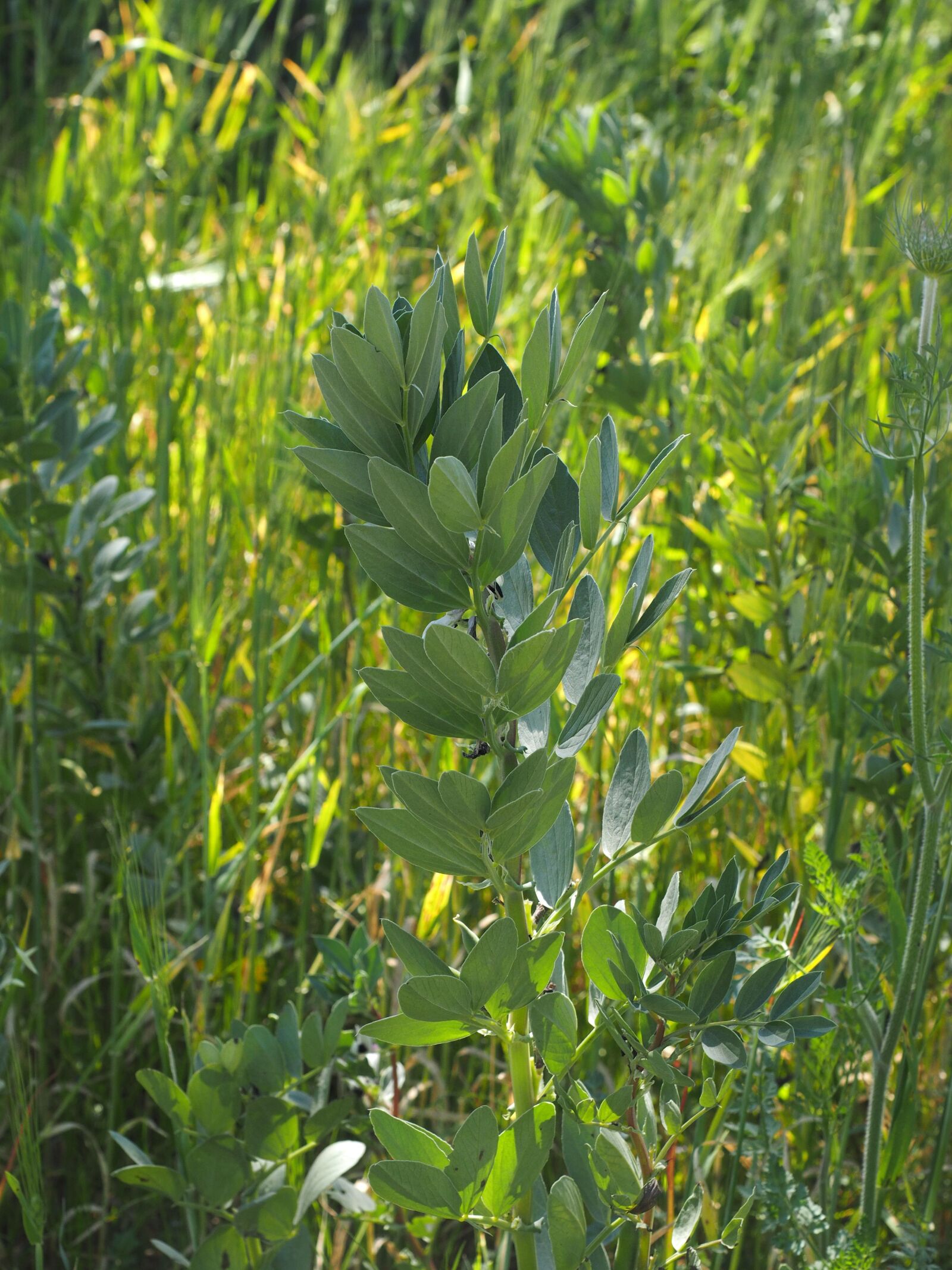 Olympus OM-D E-M1 + Olympus M.Zuiko Digital ED 12-40mm F2.8 Pro sample photo. Spurge family, leaves, plant photography
