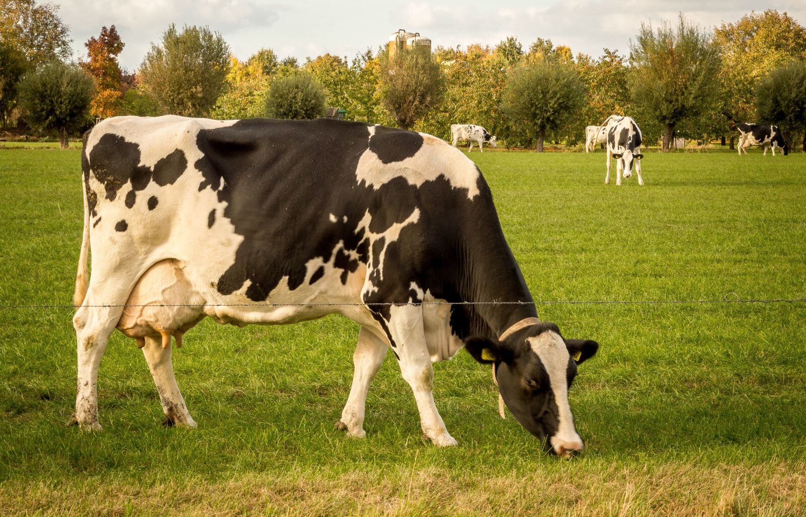 Nikon D3200 sample photo. Cow, pasture, animal photography
