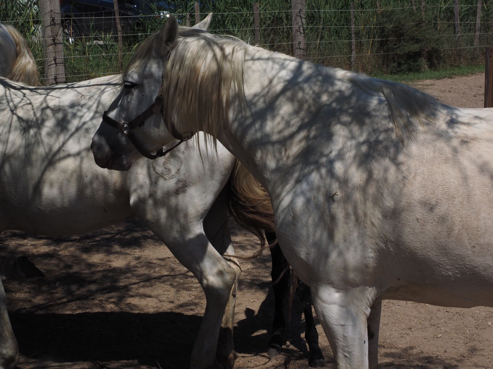 Olympus OM-D E-M1 + Olympus M.Zuiko Digital ED 12-40mm F2.8 Pro sample photo. Horses, camargue, reiterhof photography