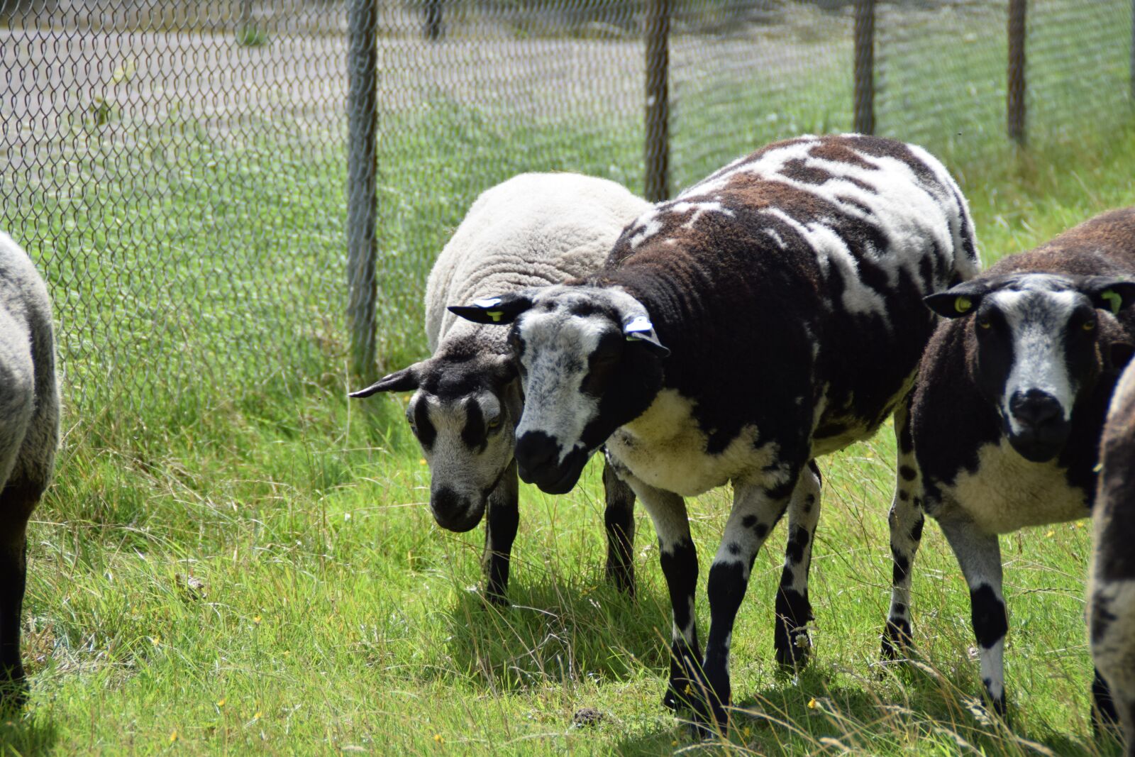 Nikon D3300 sample photo. Sheep, lamb, farm photography