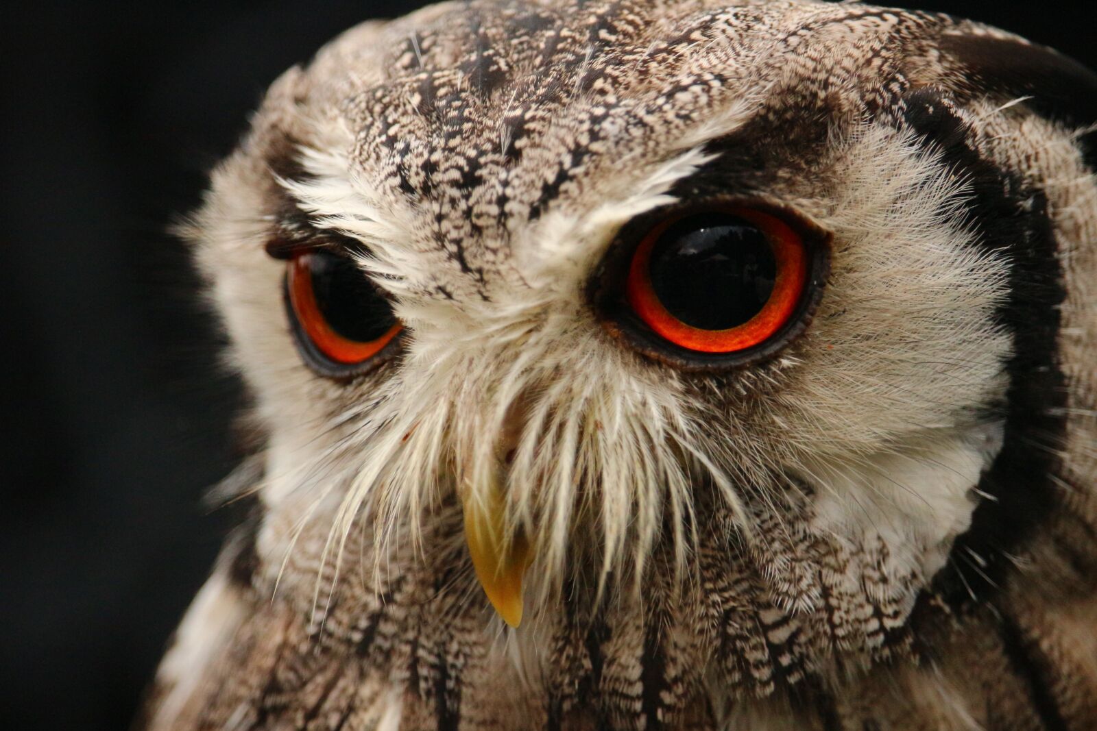 Canon EOS 100D (EOS Rebel SL1 / EOS Kiss X7) sample photo. Bird, owl, screech owl photography