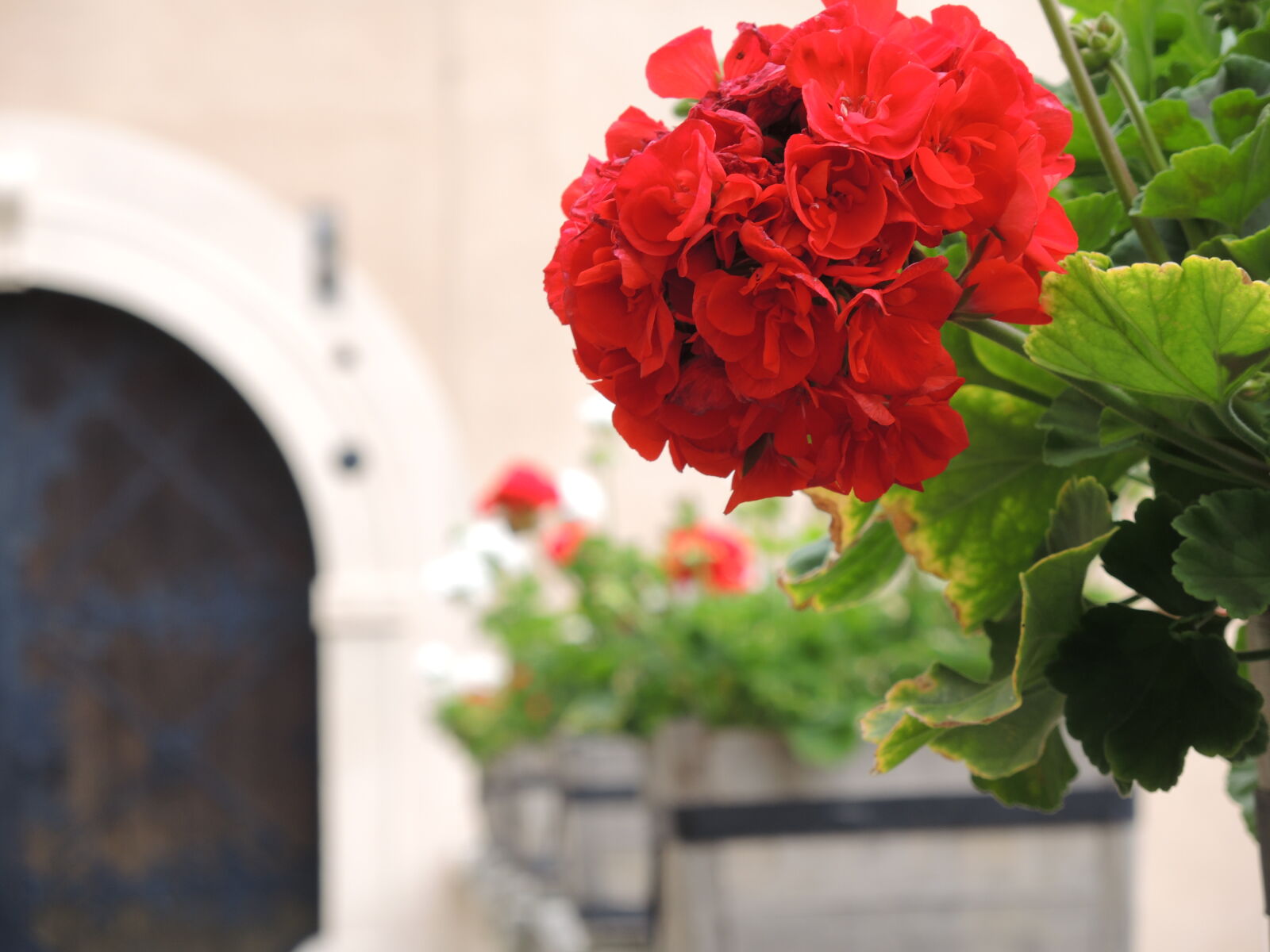 Nikon Coolpix P7800 sample photo. Flowers, red, roses photography