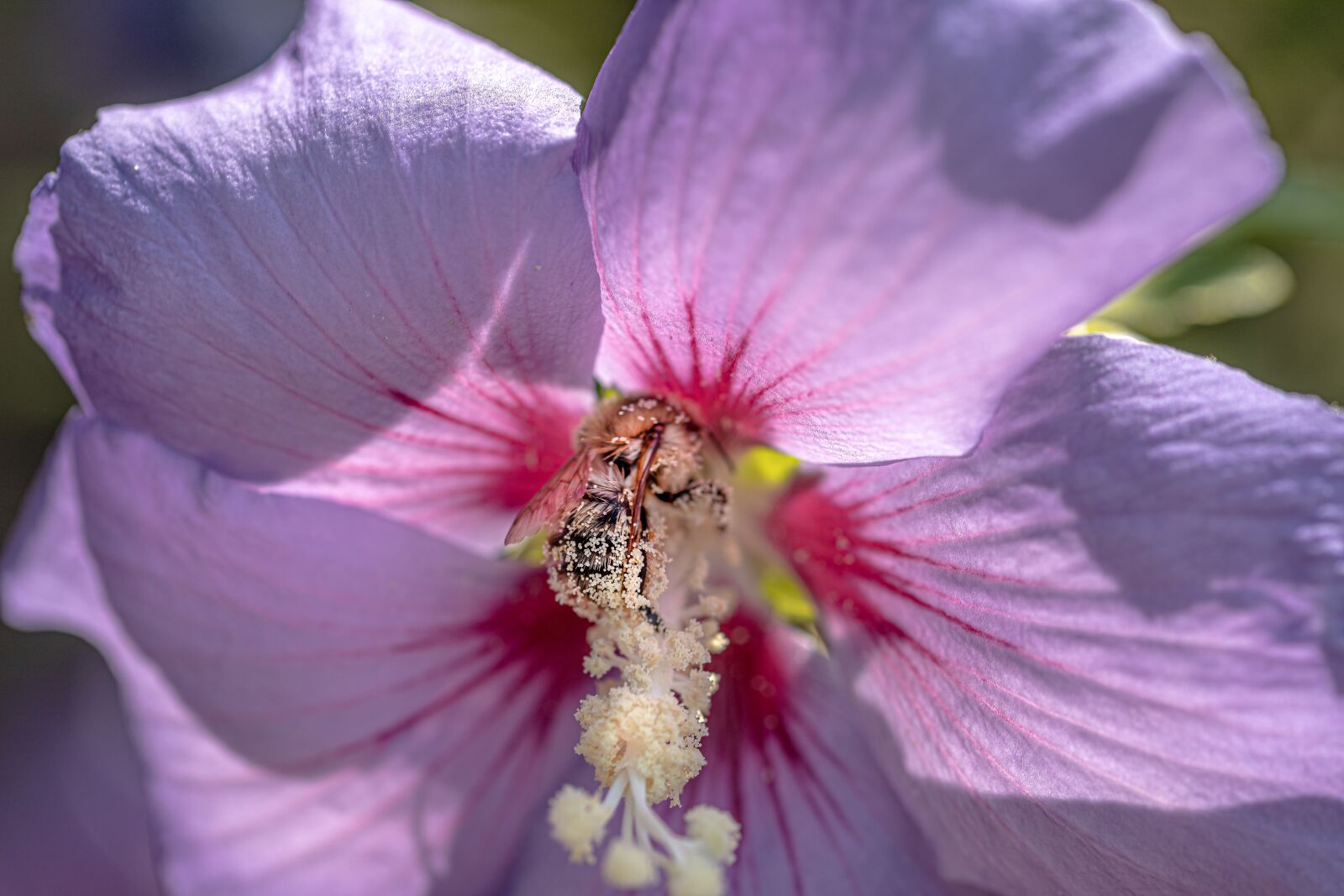Canon EOS R sample photo. Pollen, hummel, blossom photography