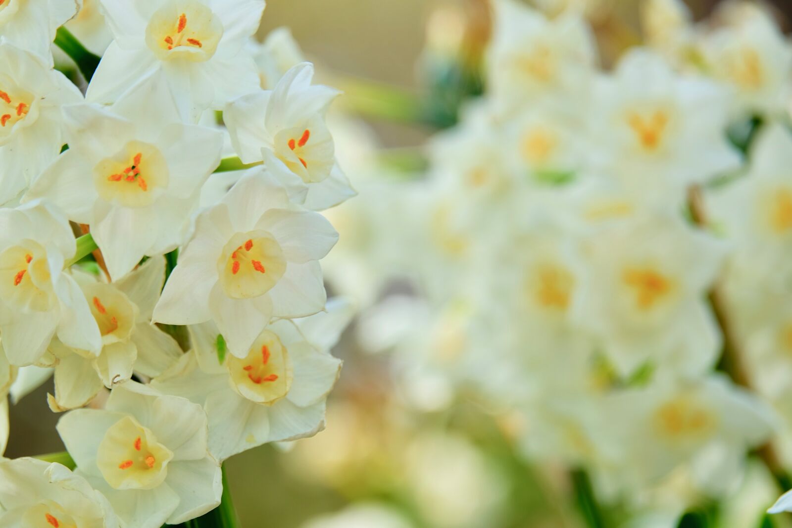 Fujifilm XF 55-200mm F3.5-4.8 R LM OIS sample photo. Flower, white, narcissus photography