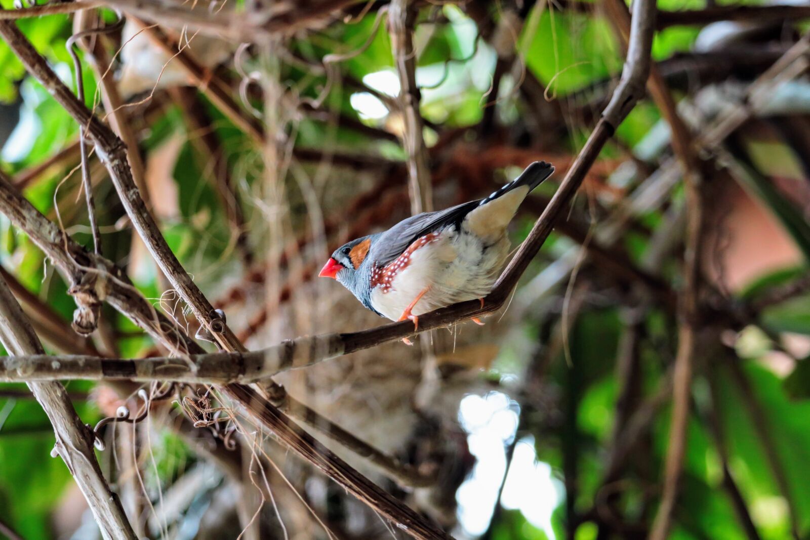 Canon EOS 750D (EOS Rebel T6i / EOS Kiss X8i) sample photo. Nature, tree, bird photography