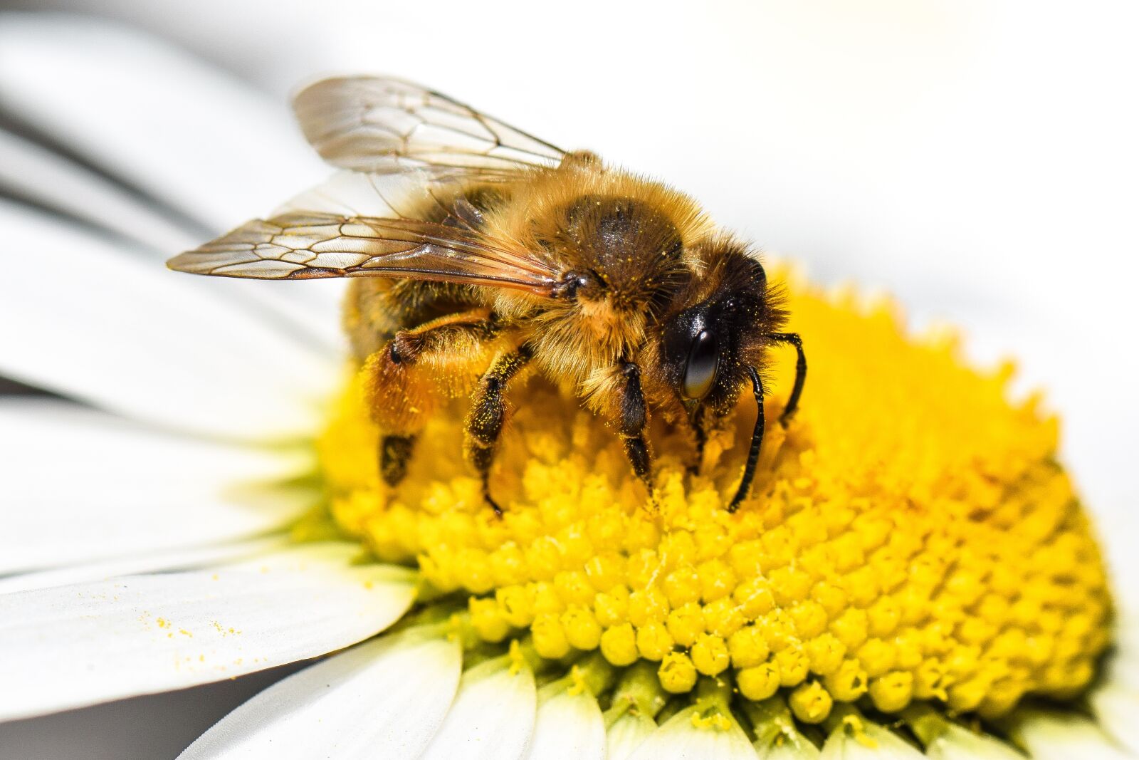 Nikon D5300 sample photo. Bee, animal, bug photography