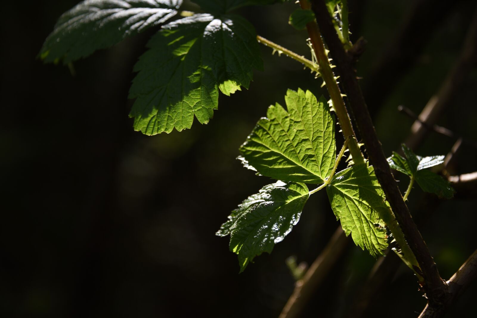 Nikon D750 sample photo. Leaf, green, sunlit photography