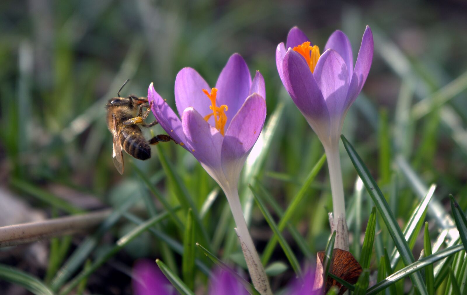 Pentax K-30 sample photo. Crocus, early bloomer, spring photography