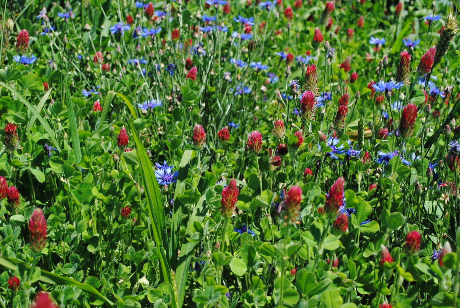 Nikon D3000 sample photo. Spring, green, blue photography