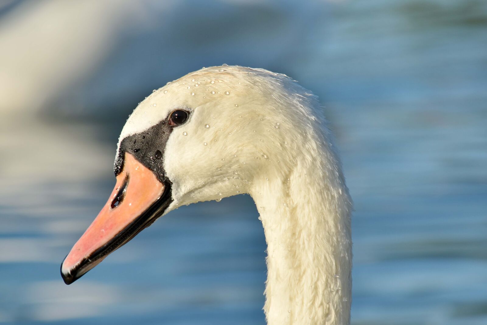 Nikon D5500 sample photo. Beautiful photo, free image photography