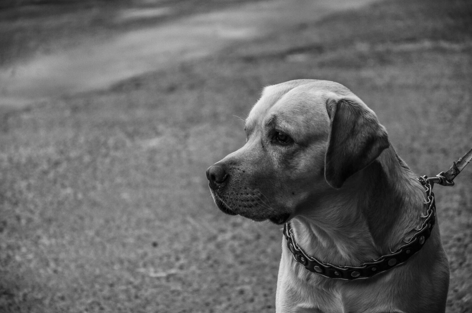 Nikon D5100 sample photo