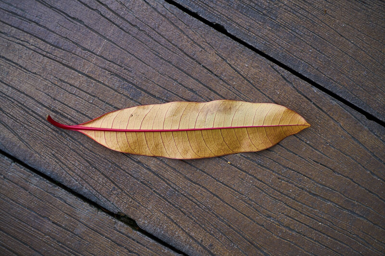 Sony a7R II sample photo. Leaves, wood, autumn photography