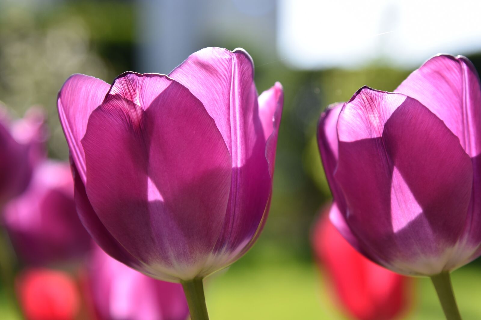 Nikon D750 sample photo. Tulips, violet, spring photography