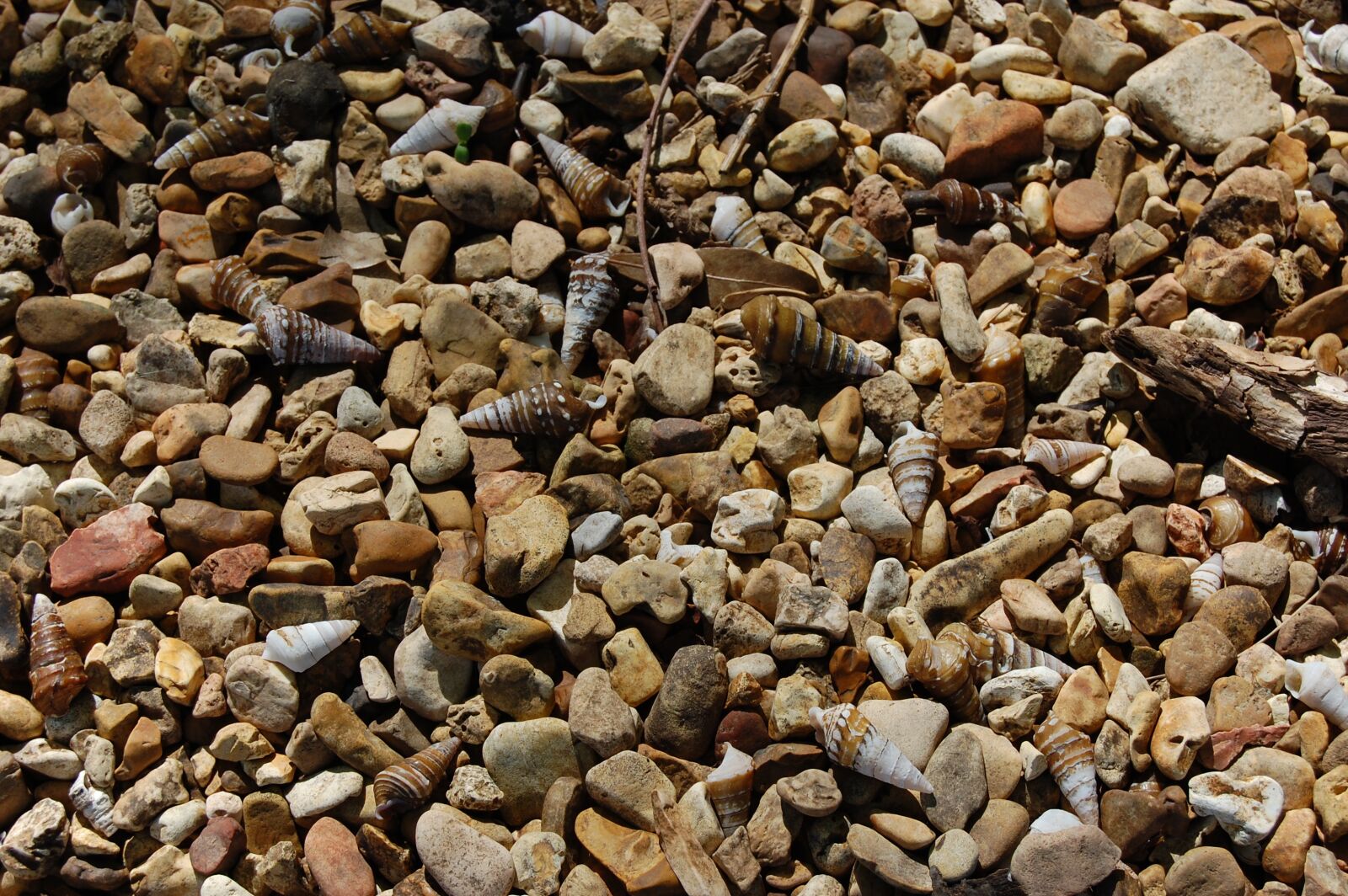 Nikon D40 sample photo. Pebbles, shells, shore photography