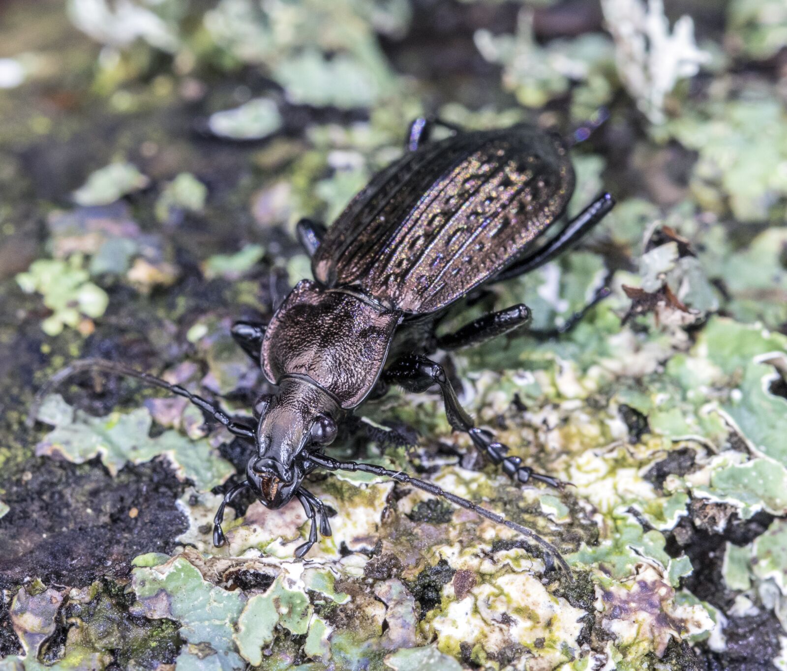 Canon EF 100mm F2.8L Macro IS USM sample photo. Beetle, carapace, insect photography