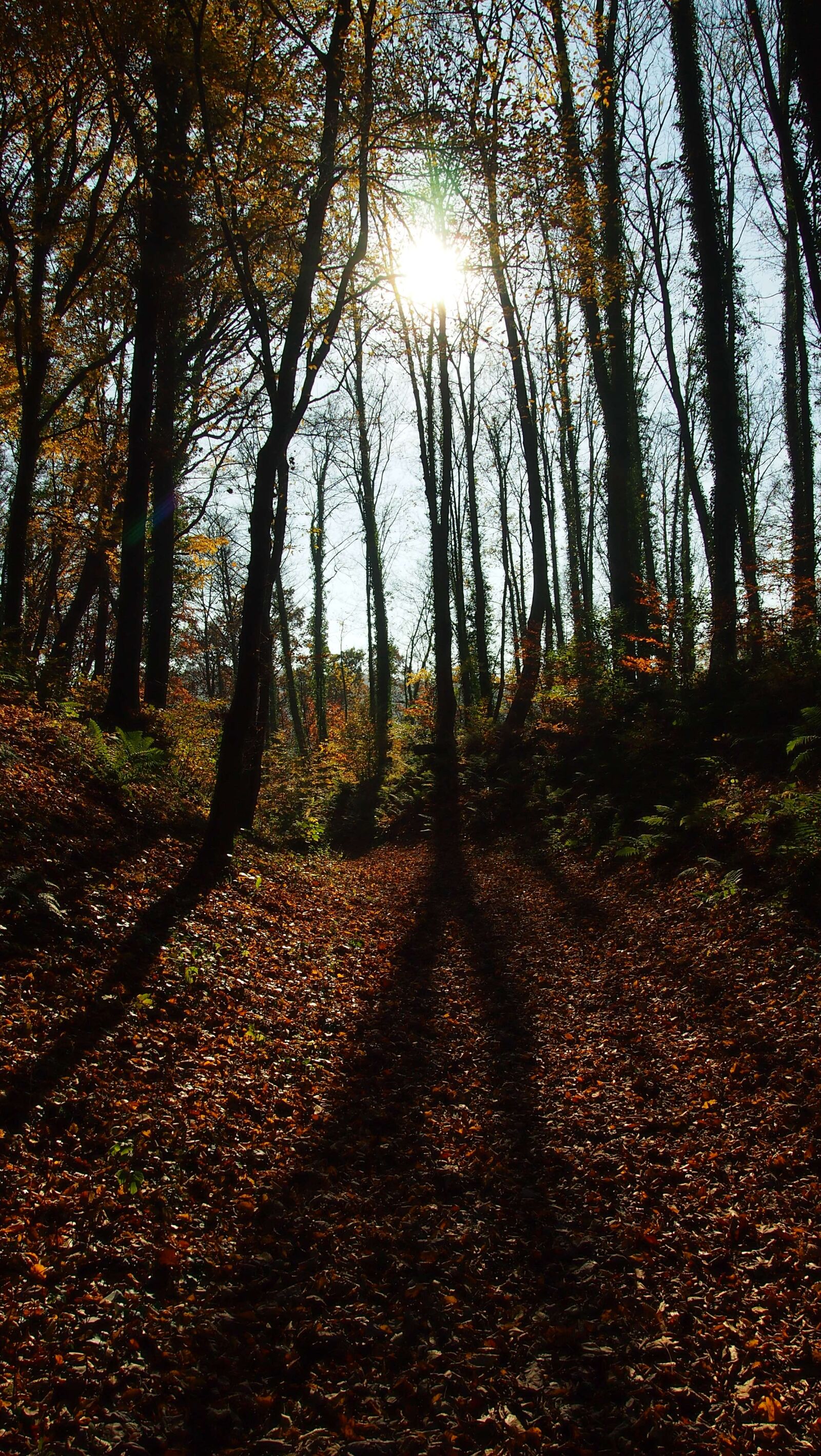 Olympus PEN E-PL3 sample photo. Forest, autumn, shadow photography