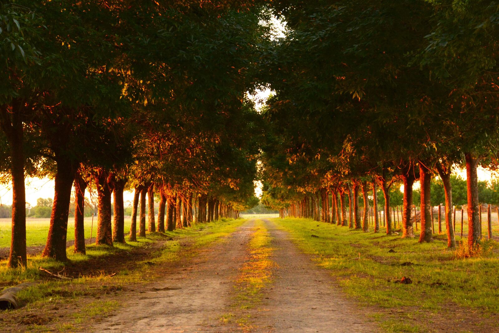 Nikon D7100 sample photo. Field, rural, path photography