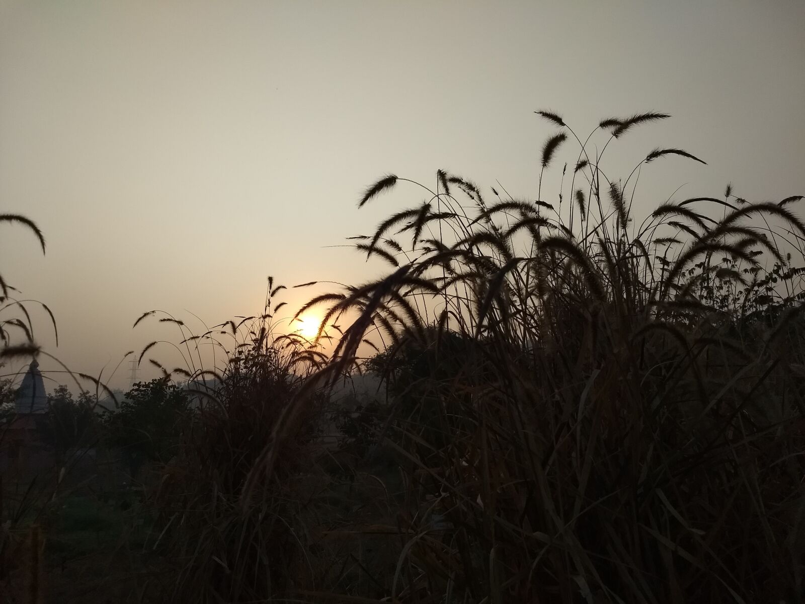 Motorola Moto G (5) Plus sample photo. Wheat, field, sunset photography