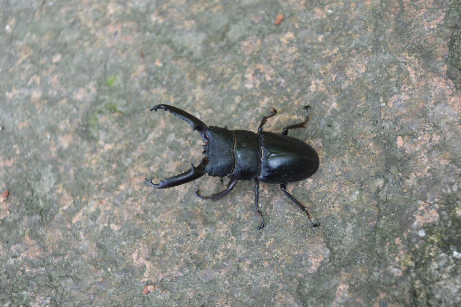 Nikon D7200 sample photo. The deer bug, insects photography