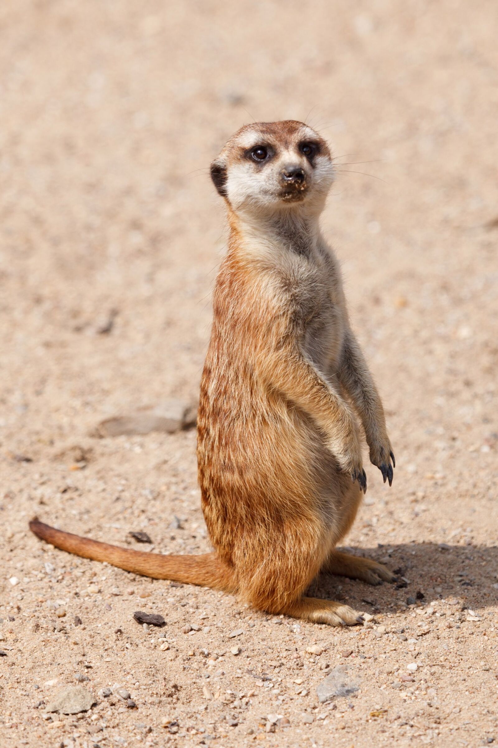 Canon EOS 5D Mark II sample photo. Nature, animal, cute, standing photography