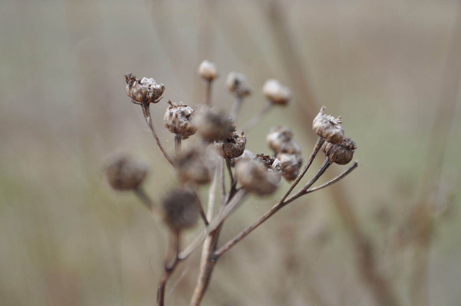 Nikon D5000 sample photo. Flower, plant, beauty photography