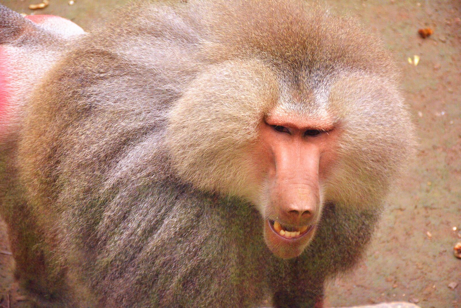 Nikon D7100 sample photo. Baboon, zoo, animal photography