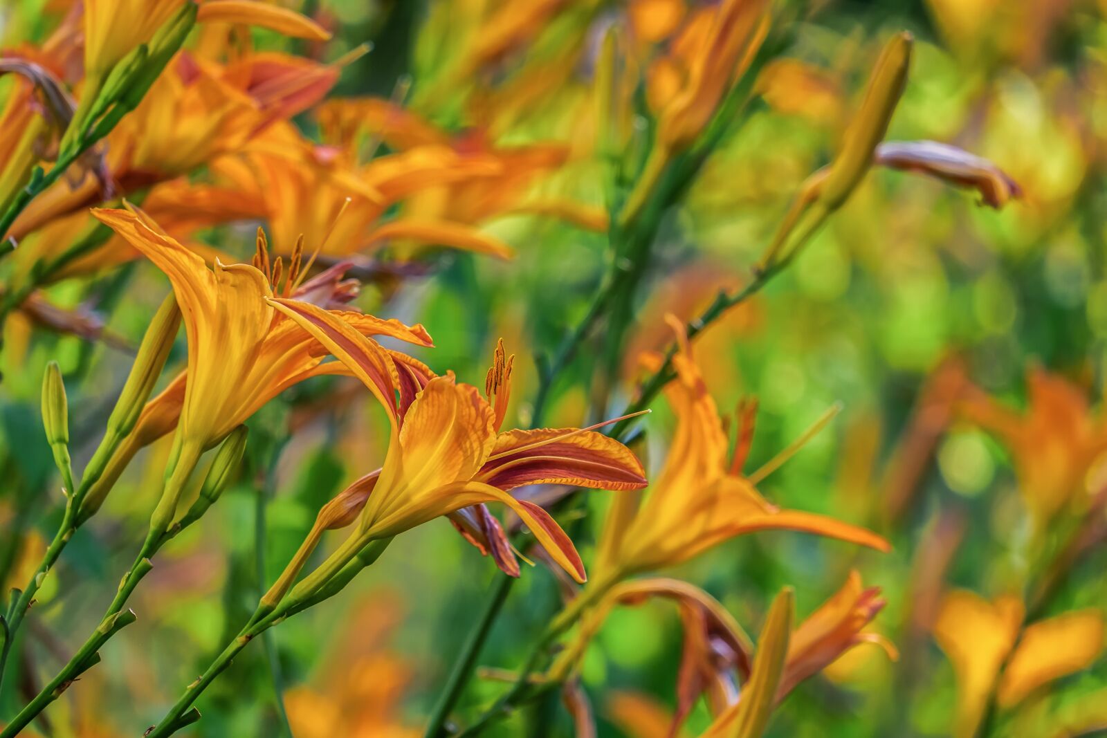 Fujifilm XF 55-200mm F3.5-4.8 R LM OIS sample photo. Lily, flower, blossom photography