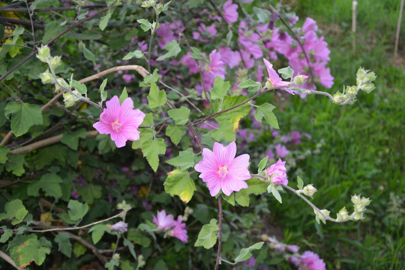 Nikon D5200 sample photo. Flowers, hibiscus, pink photography