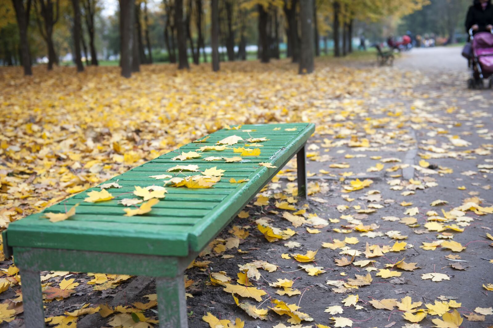 Nikon D700 sample photo. Leaves, fallen, autumn photography