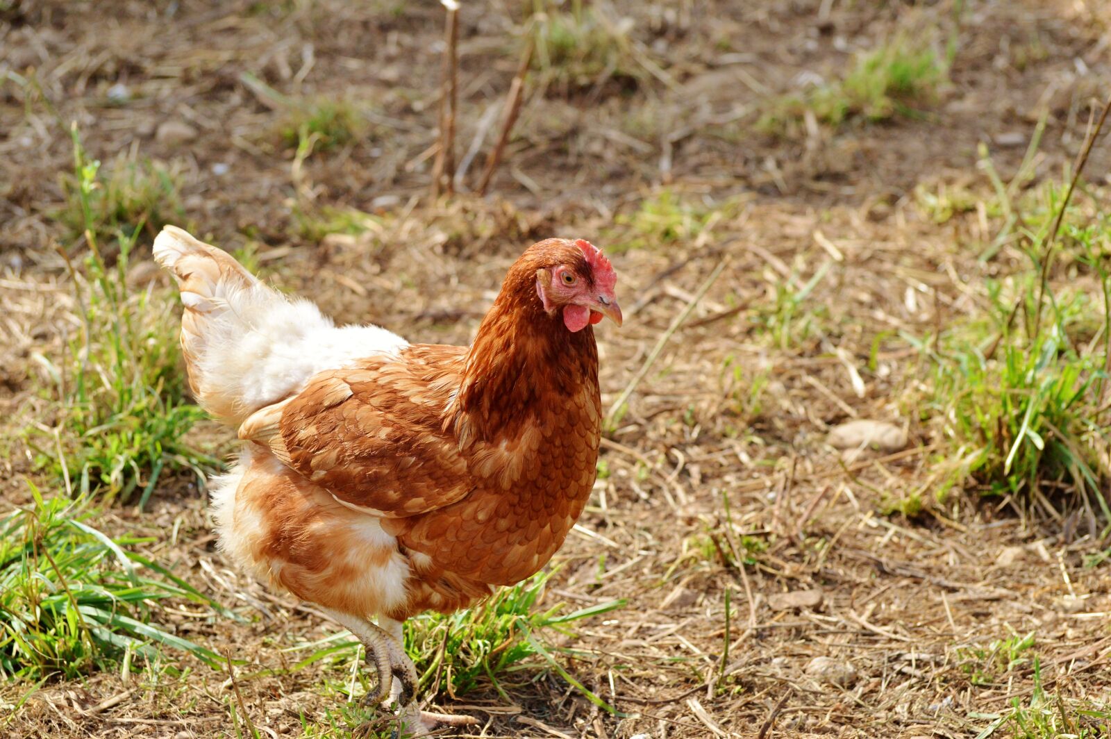 Nikon D3200 sample photo. Chicken, hen, poultry photography