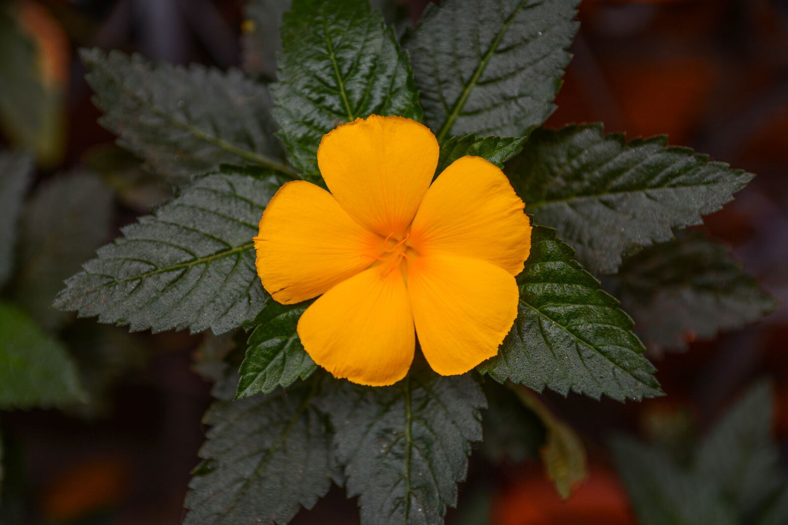 Nikon D7100 sample photo. Indoor, flowers, garden photography