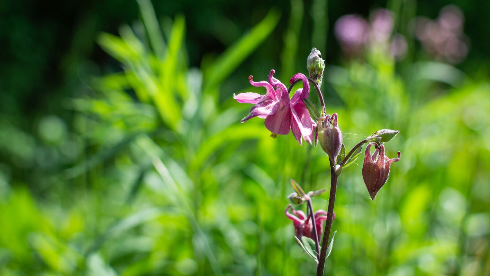 Nikon D3200 sample photo. Wallpaper, flower, summer photography
