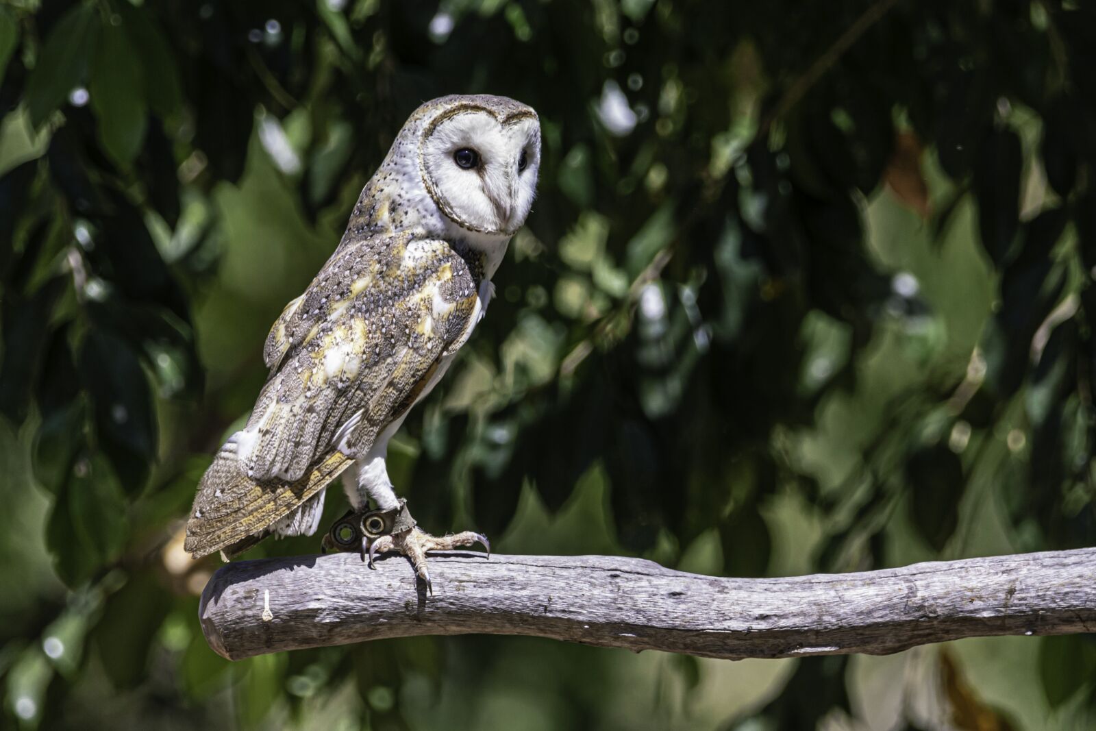 Canon EOS 80D sample photo. Birds, wildlife, nature photography