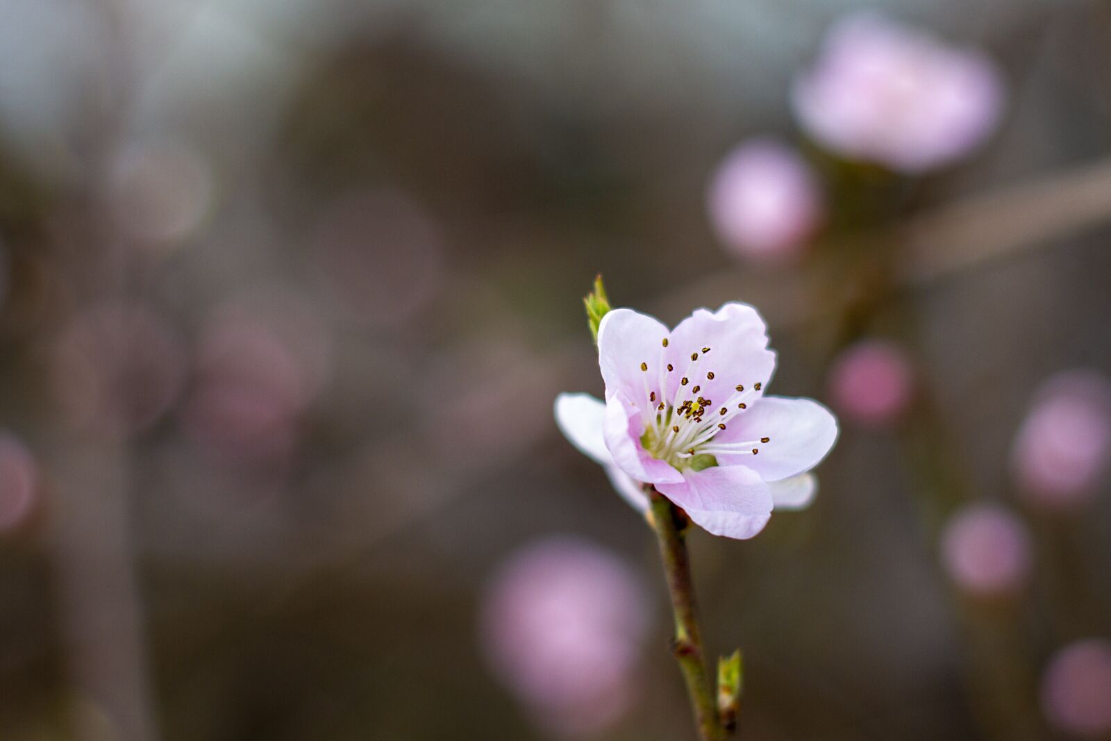 Canon EOS 7D sample photo. Flower, pink, spring photography