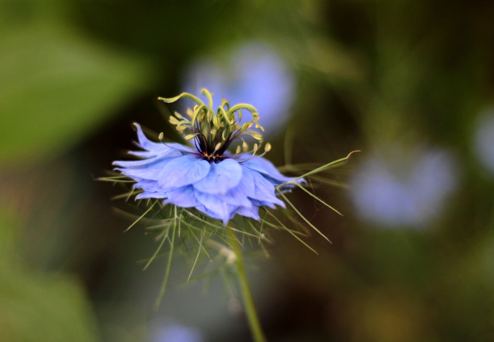 Canon EOS 600D (Rebel EOS T3i / EOS Kiss X5) + Canon EF 50mm F1.8 STM sample photo. Nigella damascena, juffertje in photography