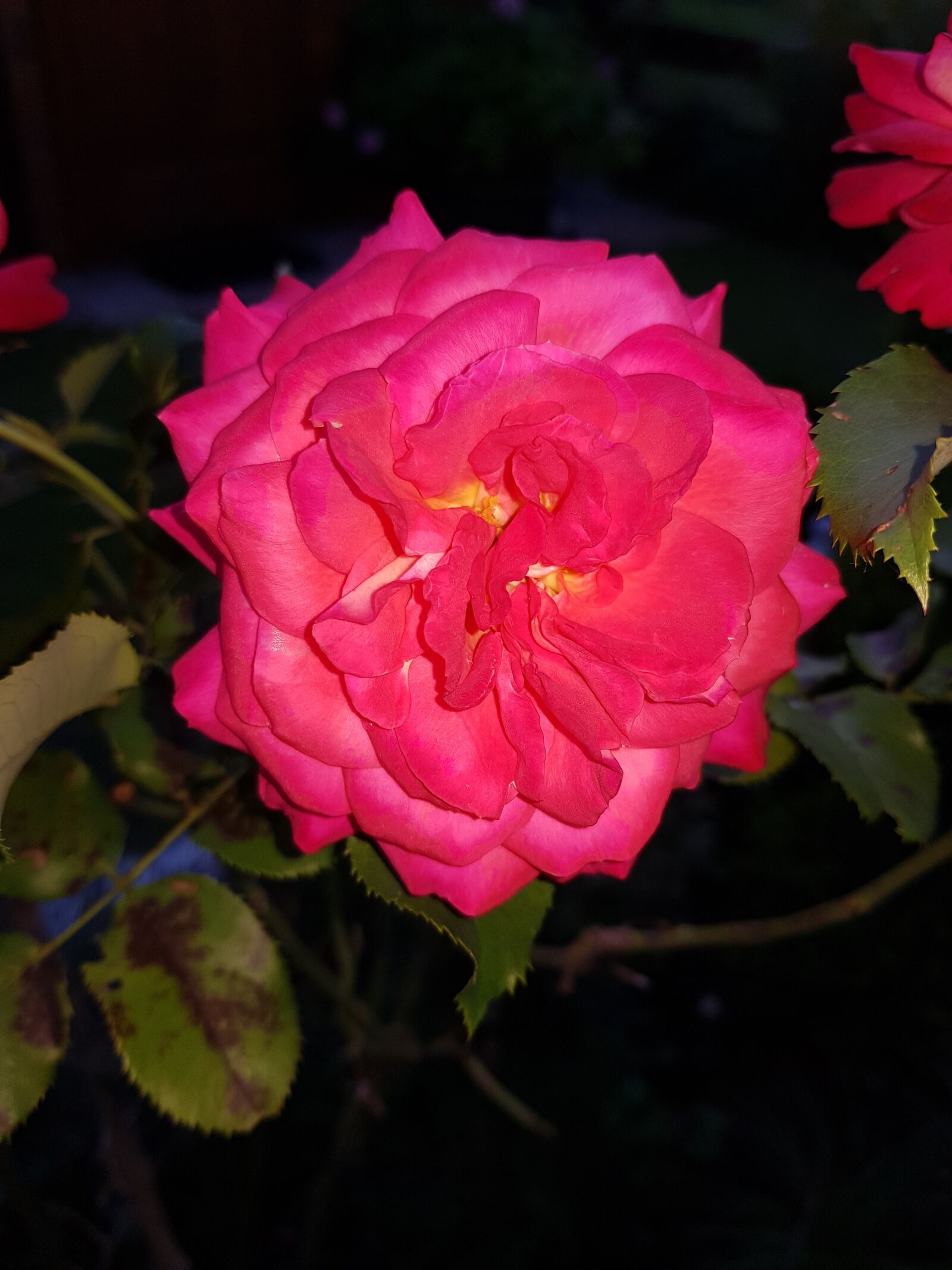 Samsung Galaxy S8+ sample photo. Rose, garden, flower bed photography