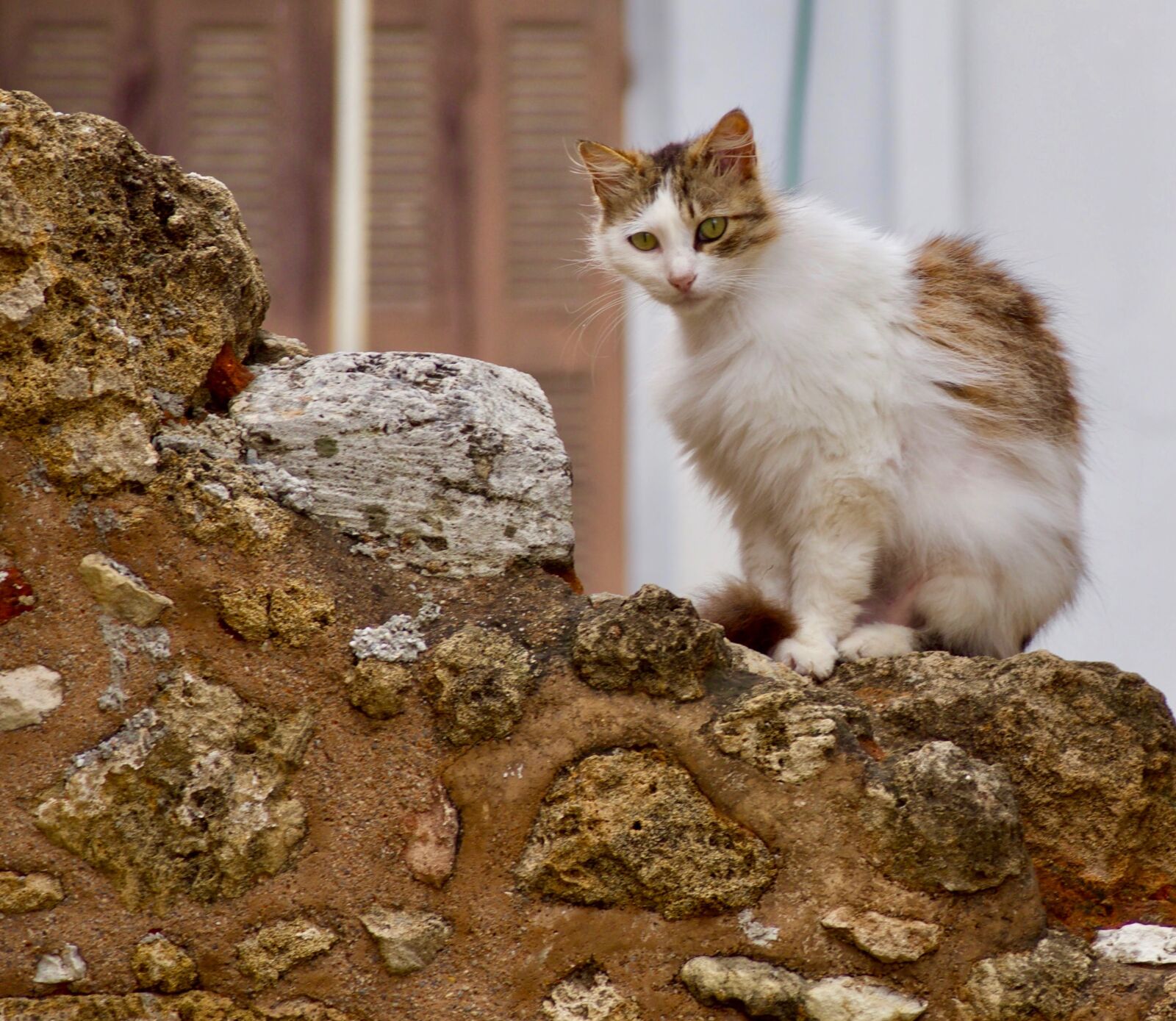Olympus OM-D E-M10 II sample photo. Cat, the animal kingdom photography
