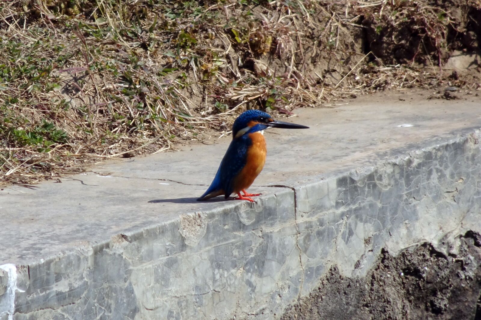 Sony Cyber-shot DSC-HX90V sample photo. Bird, common kingfisher, alcedo photography
