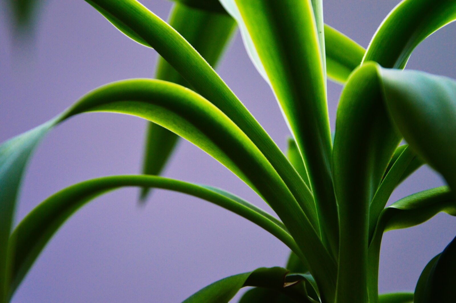 Nikon D3200 sample photo