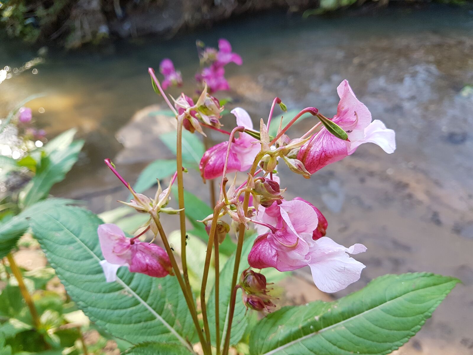 Samsung Galaxy S7 Edge sample photo. Pink flower, flower, pink photography
