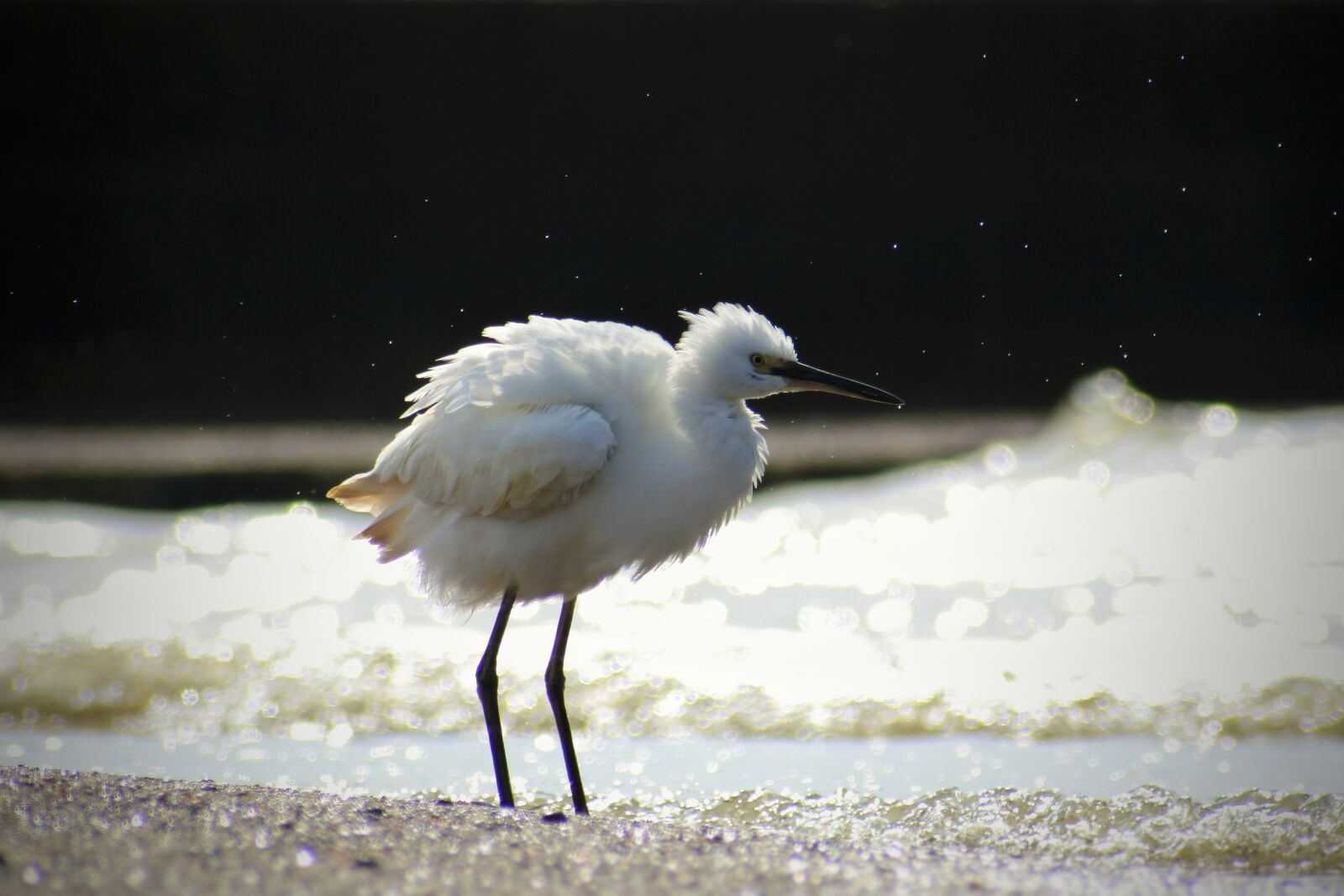 VR 70-300mm f/4.5-6.3G sample photo. Animal, sea, river photography