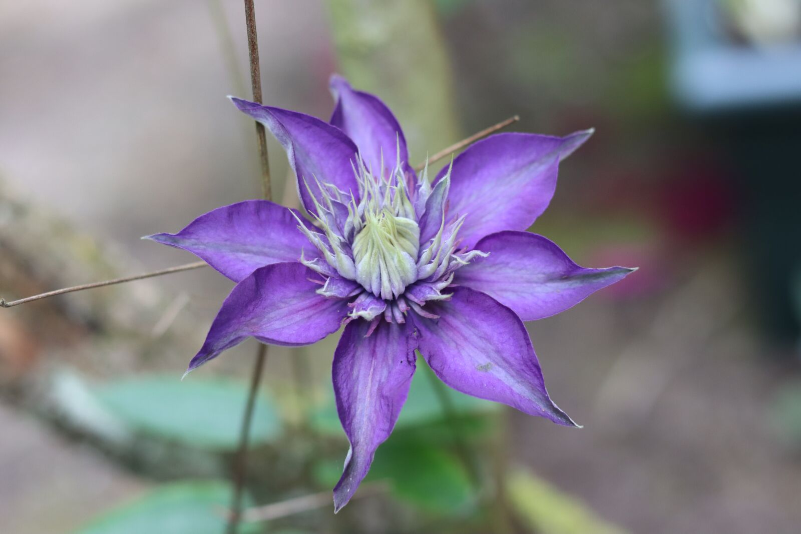 Canon EOS 90D + Canon EF 50mm F1.8 STM sample photo. Clematis, climbing, flower photography