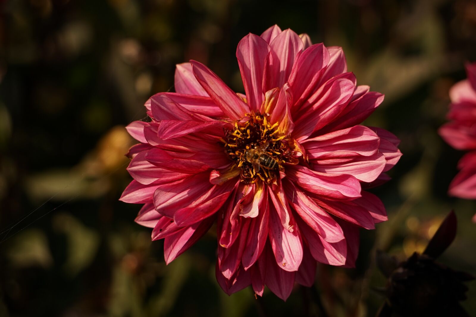 Sony a7 sample photo. Bee, wasp, blossom photography