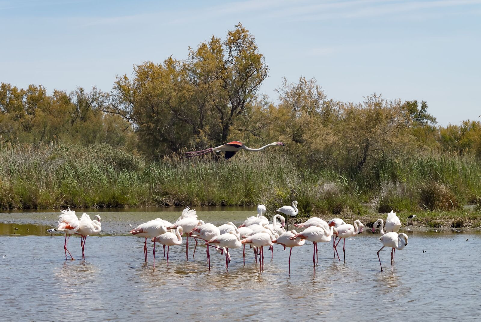 Olympus Zuiko Digital ED 70-300mm F4.0-5.6 sample photo. Flamingos, pink flamingo, birds photography