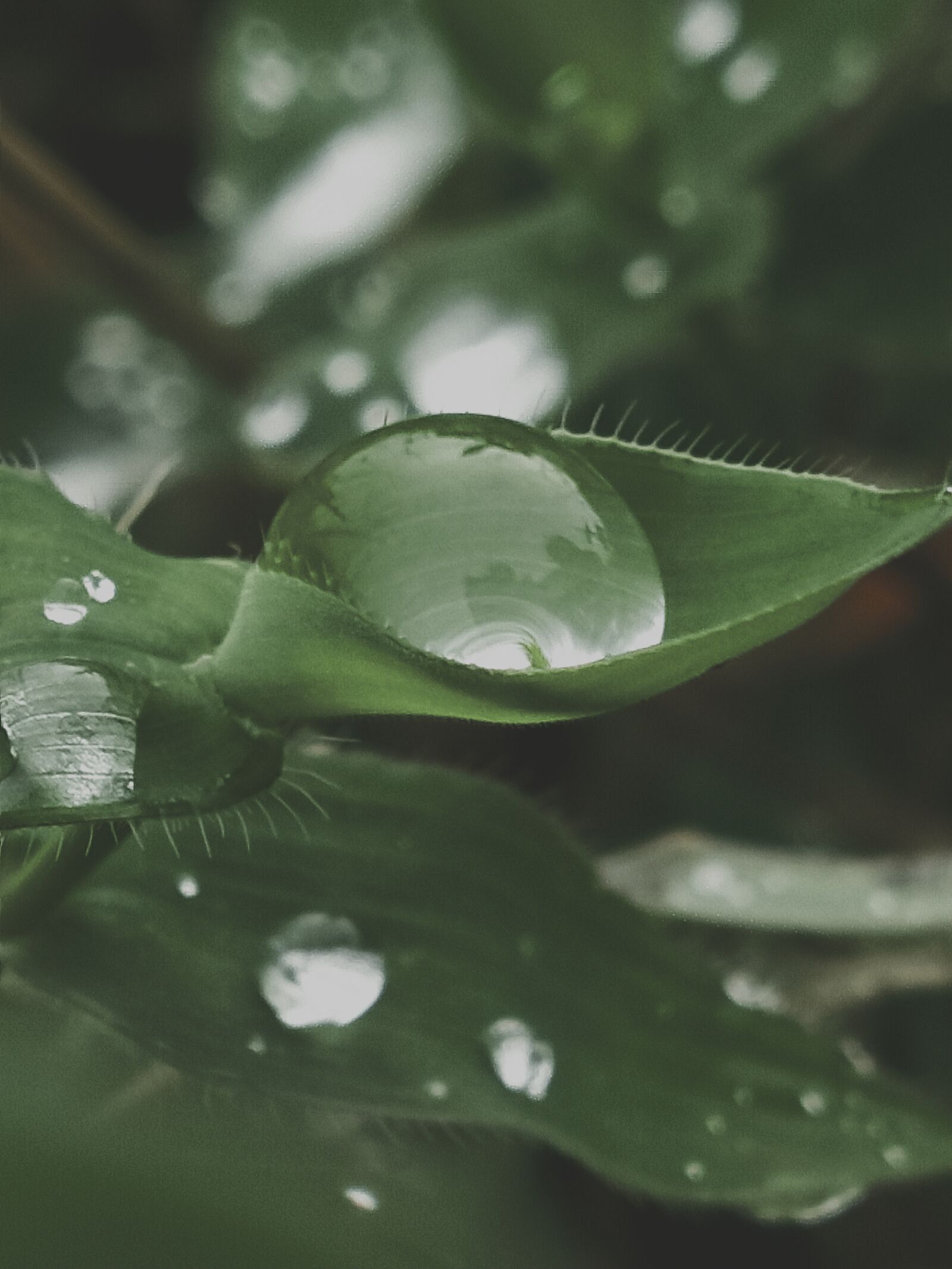 OPPO Realme 2 Pro sample photo. Nature, raindrops, leaves photography