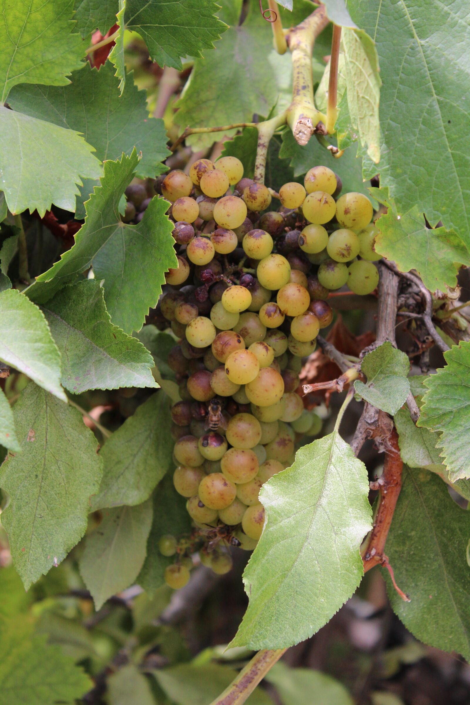 Canon EOS 1200D (EOS Rebel T5 / EOS Kiss X70 / EOS Hi) sample photo. Grape, field, landscape photography