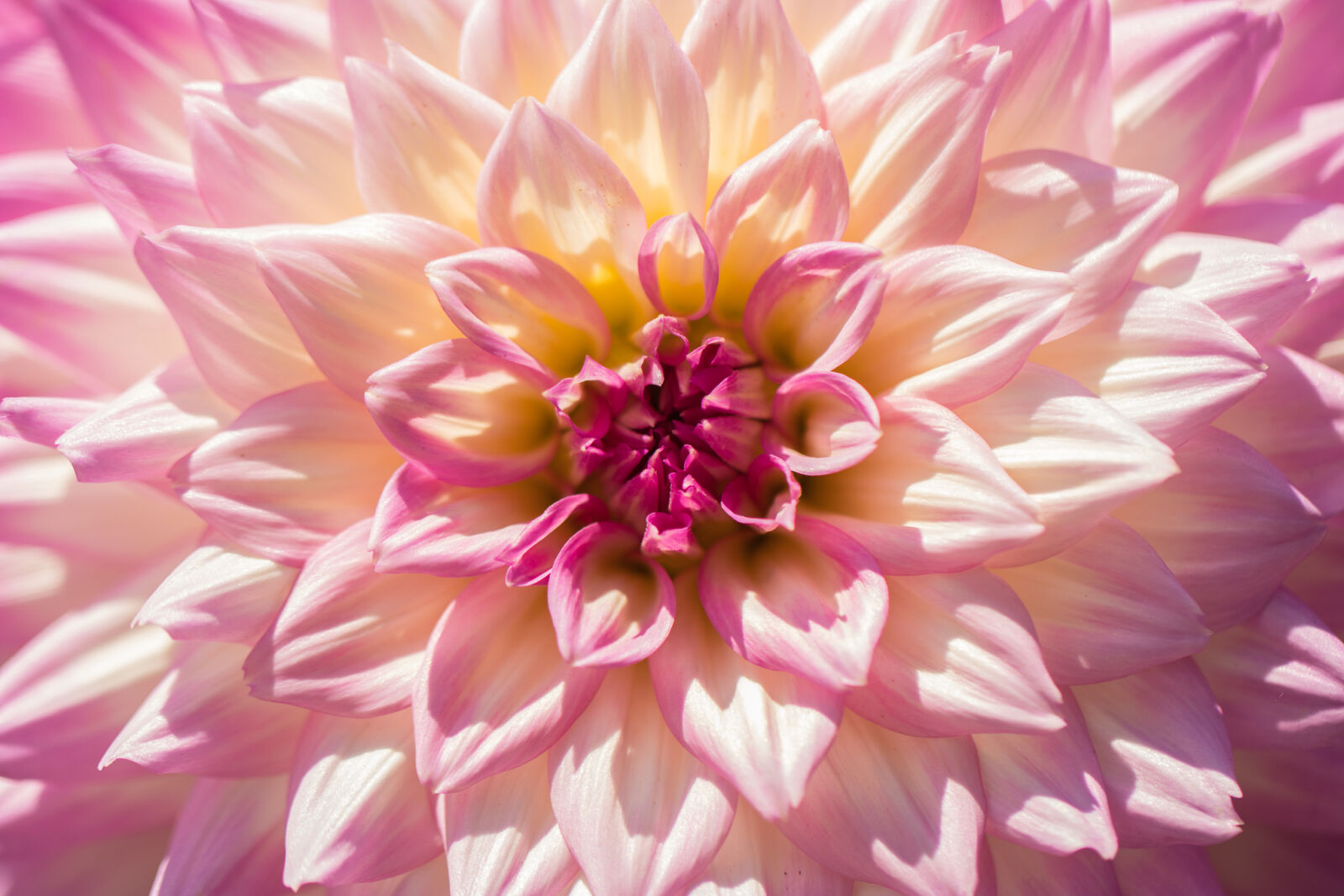 Canon EOS 80D sample photo. Bloom, blossom, chrysanthemum, close photography