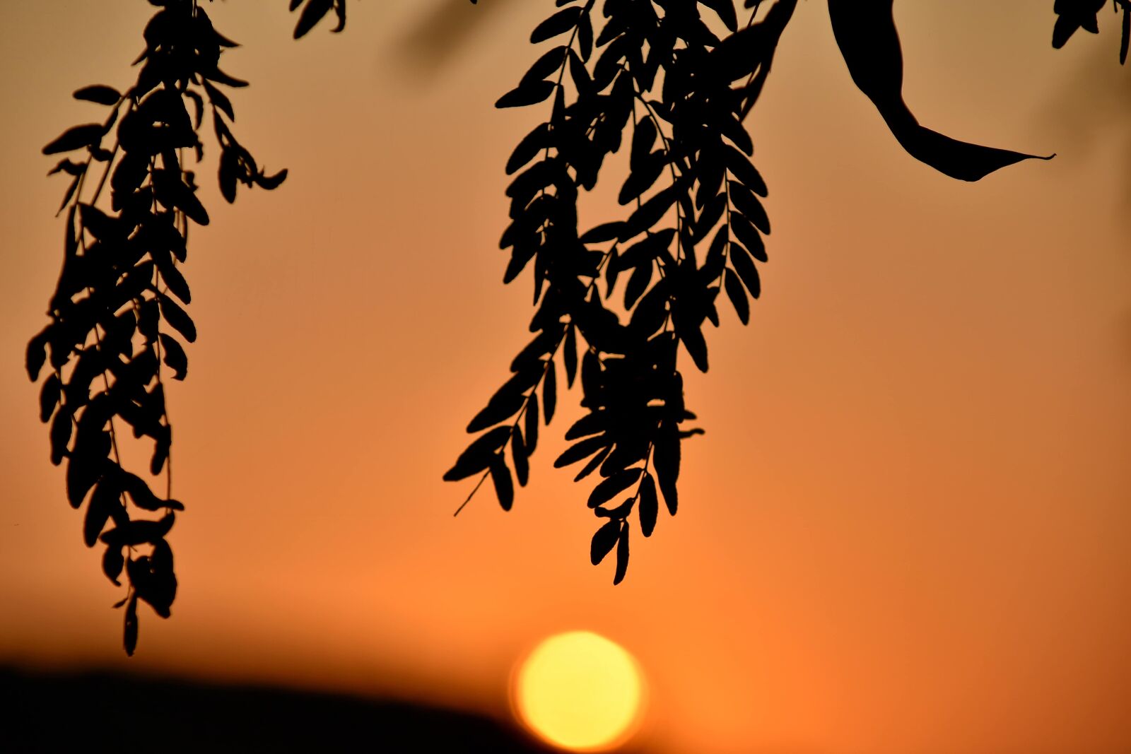 Nikon D5500 sample photo. Branch, orange yellow, sun photography