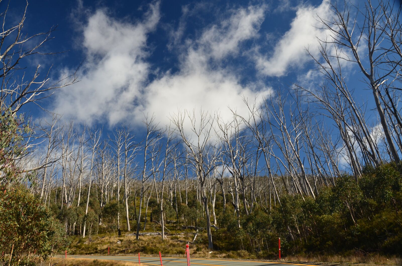 Nikon D7000 sample photo. Landscape, tree, nature photography