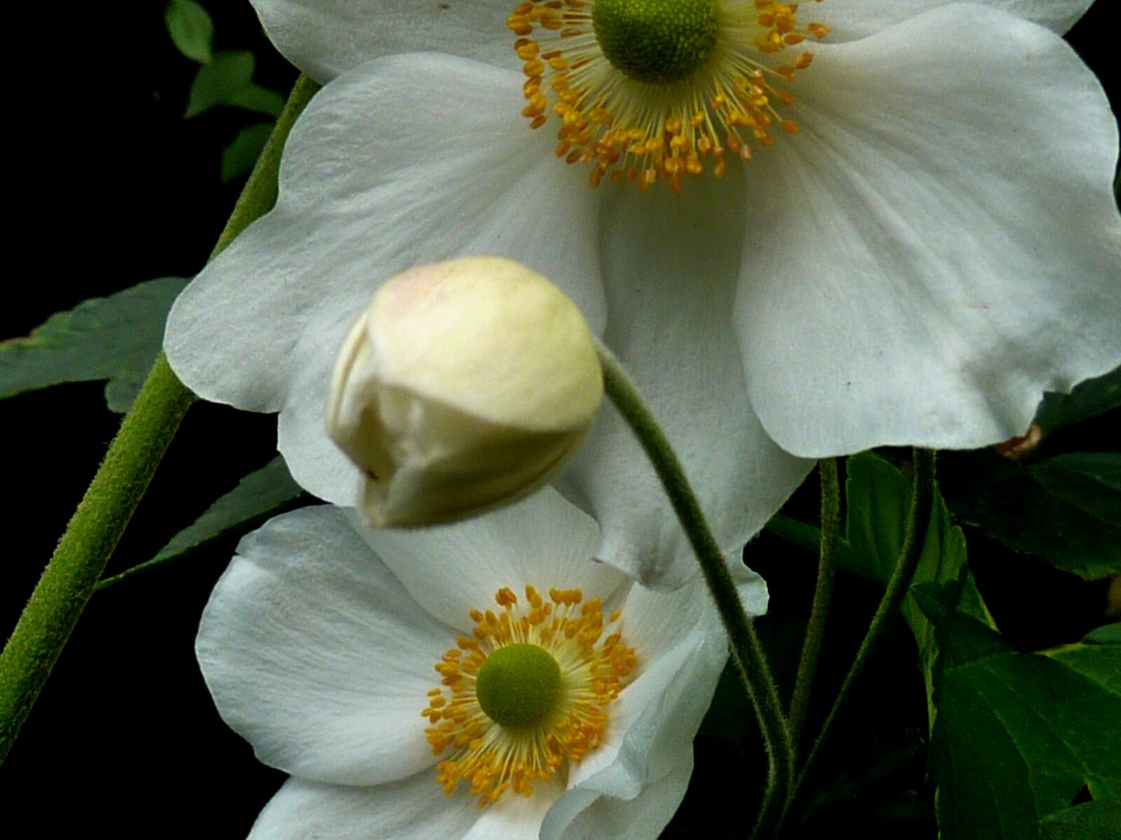 Panasonic DMC-TZ7 sample photo. Blossom, bloom, flower white photography